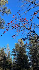 Clear blue sky and green tree tops and a tall rowan tree in the forest in Norway