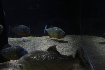 ピラニア・ナッテリー