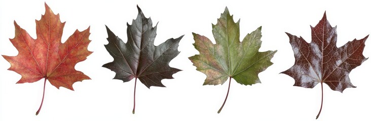 Fototapeta premium Isolated autumn maple leaves in various colors on a white background