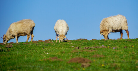 Sheep in Covadonga Lakes, Picos de Europa- beautiful spot in Spain, Asturias