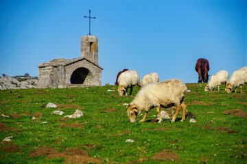 Sheep in Covadonga Lakes, Picos de Europa- beautiful spot in Spain, Asturias