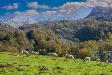 Covadonga Lakes, Picos de Europa- beautiful spot in Spain, Asturias