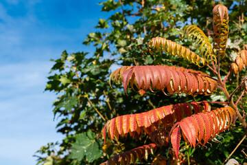 Vibrant red and orange leaves stand out against a backdrop of green foliage and a clear blue sky on...