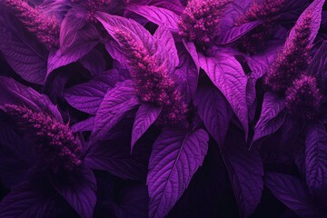 Amaranth Flowers: Beautiful Blooming Blossoms on Botanical Background