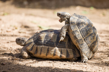 Obraz premium Couple of Mediterranean Tortoises Mating in the Wild
