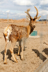 A young deer standing gracefully in a lush green field under the warm sunlight of a summer day.  the innocence and beauty of nature, showcasing the baby deer surrounded by vibrant grass