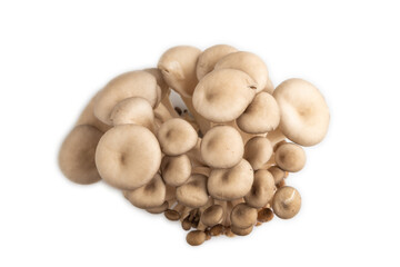 Raw Oyster mushroom, Pleurotus ostreatus isolated on white background. Top view, flat lay