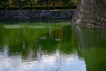 Naklejka premium The moat of nijo jo castle, Kyoto, Japan. World Heritage Site. Major tourist attraction in Kansai region in Japan. Japan famous historic architecture. Nature scene.