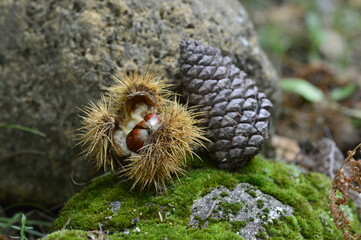 casta&ntilde;as en el casta&ntilde;ar en la temporada de oto&ntilde;o