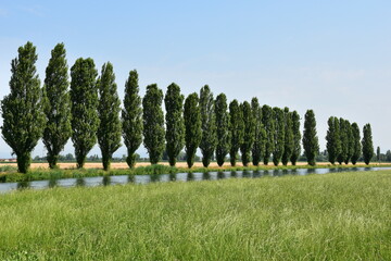 Fototapeta premium landscape with fence and grass