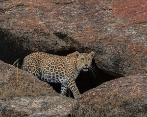 leopard coming out of its den in jawai