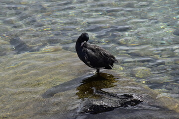 Fototapeta premium duck in the water