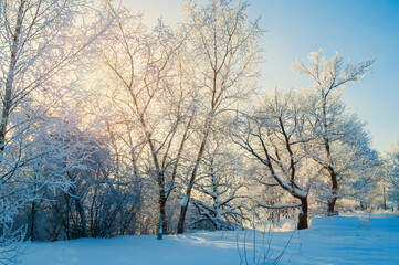 Fototapeta premium Winter forest landscape, frosty winter trees in snowy forest in the sunny morning