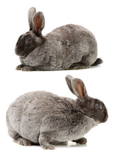 grey rabbit on a white background