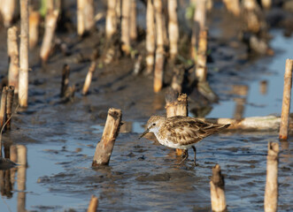 Little Stint