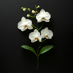 Obraz premium Phalaenopsis orchids, also known as 