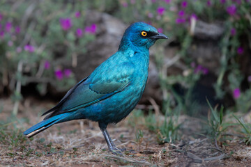 Cape Glossy Starling