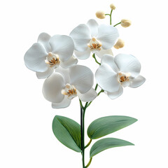 Phalaenopsis orchids, also known as 