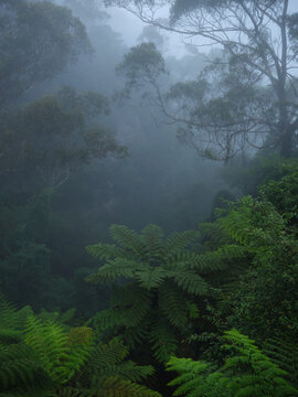 Ferns in a misty rainforest