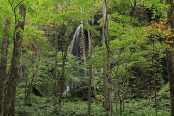 白糸の滝〜の奥入瀬
