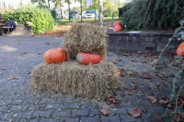 CITROUILLES SUR DU FOIN