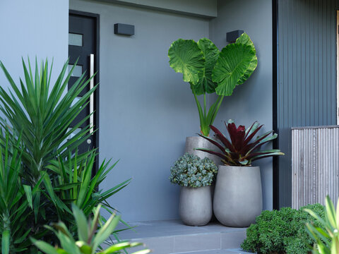 Grey modern looking house with multiple plants on its entrance