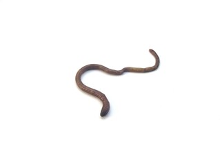 Lumbricus rubellus, Earthworms isolated on white background 