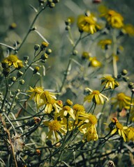 Vibrant yellow wildflowers in nature.