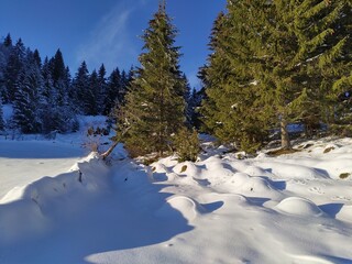 illy powdersnow landscape at the foot of a deep green fir forest