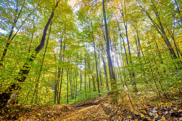 beautiful landscape with a forest during autumn on a sunny day