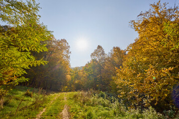 beautiful landscape with a forest during autumn on a sunny day