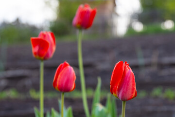 Fototapeta premium Bright red flowers tulips in springtime garden against blurred background. Selective focus
