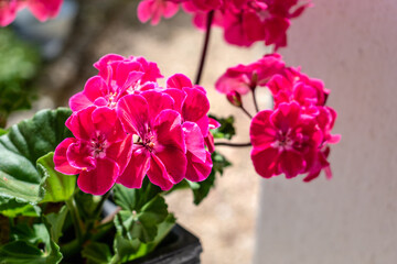 Potted pink geranium on a windowsill, pelargonium