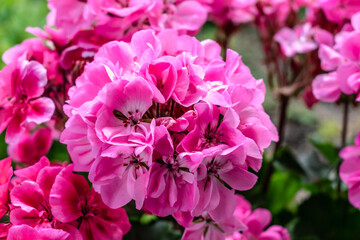 Potted pink geranium on a windowsill, pelargonium