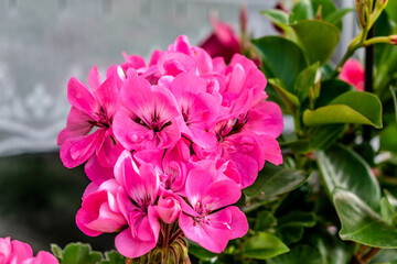 Potted pink geranium on a windowsill, pelargonium