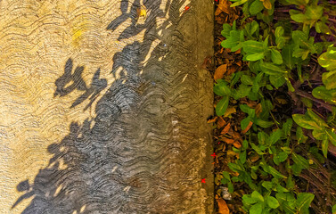 Sidewalk and green lawn texture in Puerto Escondido Mexico.