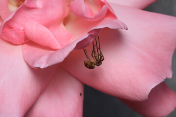 agelena labyrinthica spider macro photo