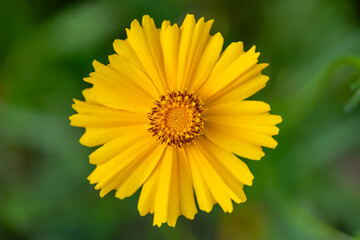 Coreopsis, commonly known as tickseed, is a bright and cheerful perennial flower characterized by its yellow, daisy-like blooms
