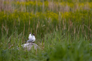 A group of Chroicocephalus ridibundus wild birds in the green nature. Black headed gull standing in...
