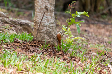 Narrow-billed Woodcreeper in its natural habitat.