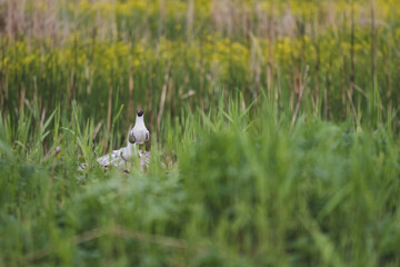 A group of Chroicocephalus ridibundus wild birds in the green nature. Black headed gull standing in...