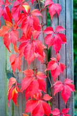 Autumn image of red leaves of a Virginia creeper (Parthenocissus quinquefolia) climbing on a wooden fence