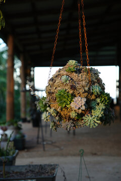 Spherical hanging planter adorned with various succulent plants.