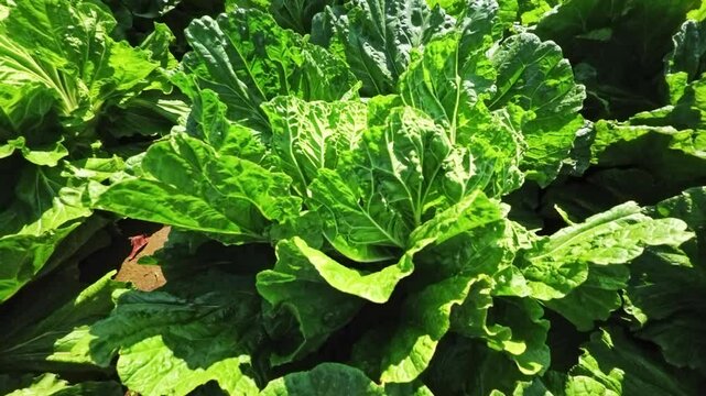 Chinese cabbage on an agriculture field,vegetable rows. farming, agriculture. Landscape with agricultural land. crops