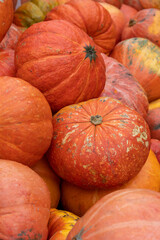 Close-up side view of large group of fresh ripe orange pumpkins lying outdoors on agricultural field, fair or market in autumn day. Soft focus. Copy space. Agriculture and food business theme.