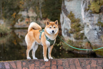 A red Shiba inu dog is sitting on the Ligatne river shore in Ligatne, Latvia. Ciffs with caves on the background.