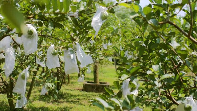 Guava psidium guajava Farm in Bright Tropical Morning, Fruits Covered with White Plastic for Pest Protection, Showcasing Freshness and Sustainable guava Farming Practices.