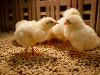 眠たそうにしているヒヨコ