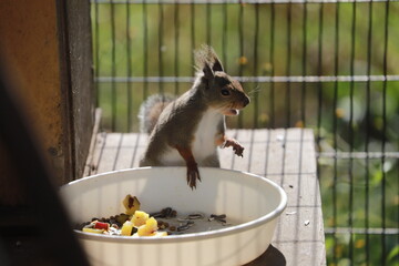 食事をするリス