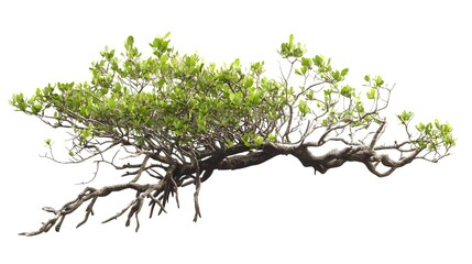 Naklejka premium Mangrove Tree with Exposed Aerial Roots and Sparse Branches on White Background